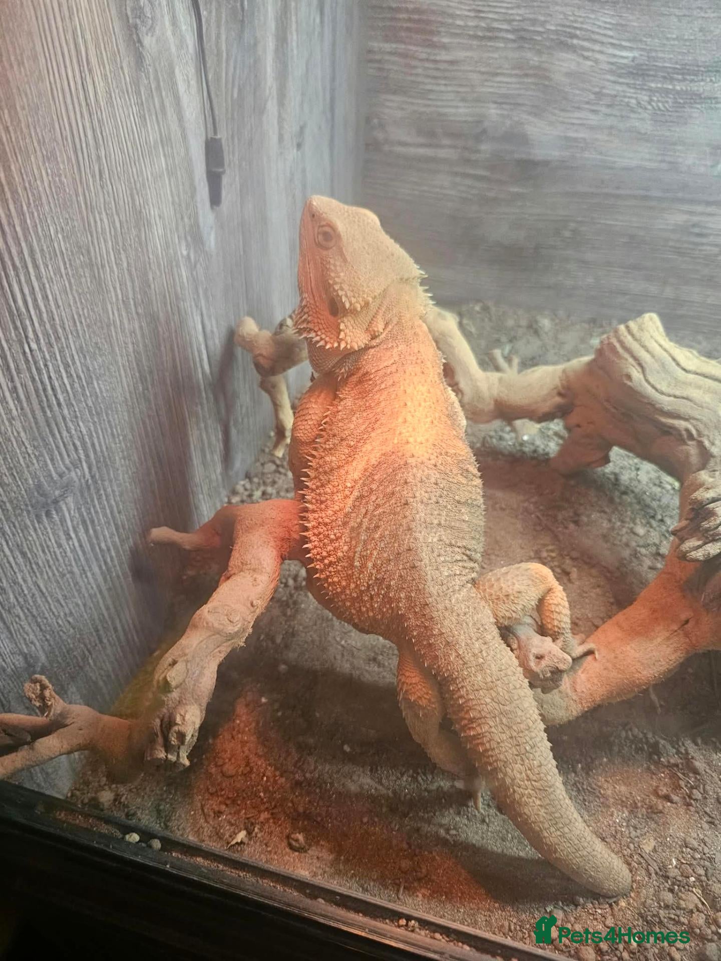 Bearded Dragon reptiles for sale: Male bearded dragon - Advert 21