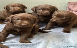 Labrador Retriever dogs for sale: KC SILVER/CHOCOLATE PEDIGREE LABRADOR PUPIES - Image 6