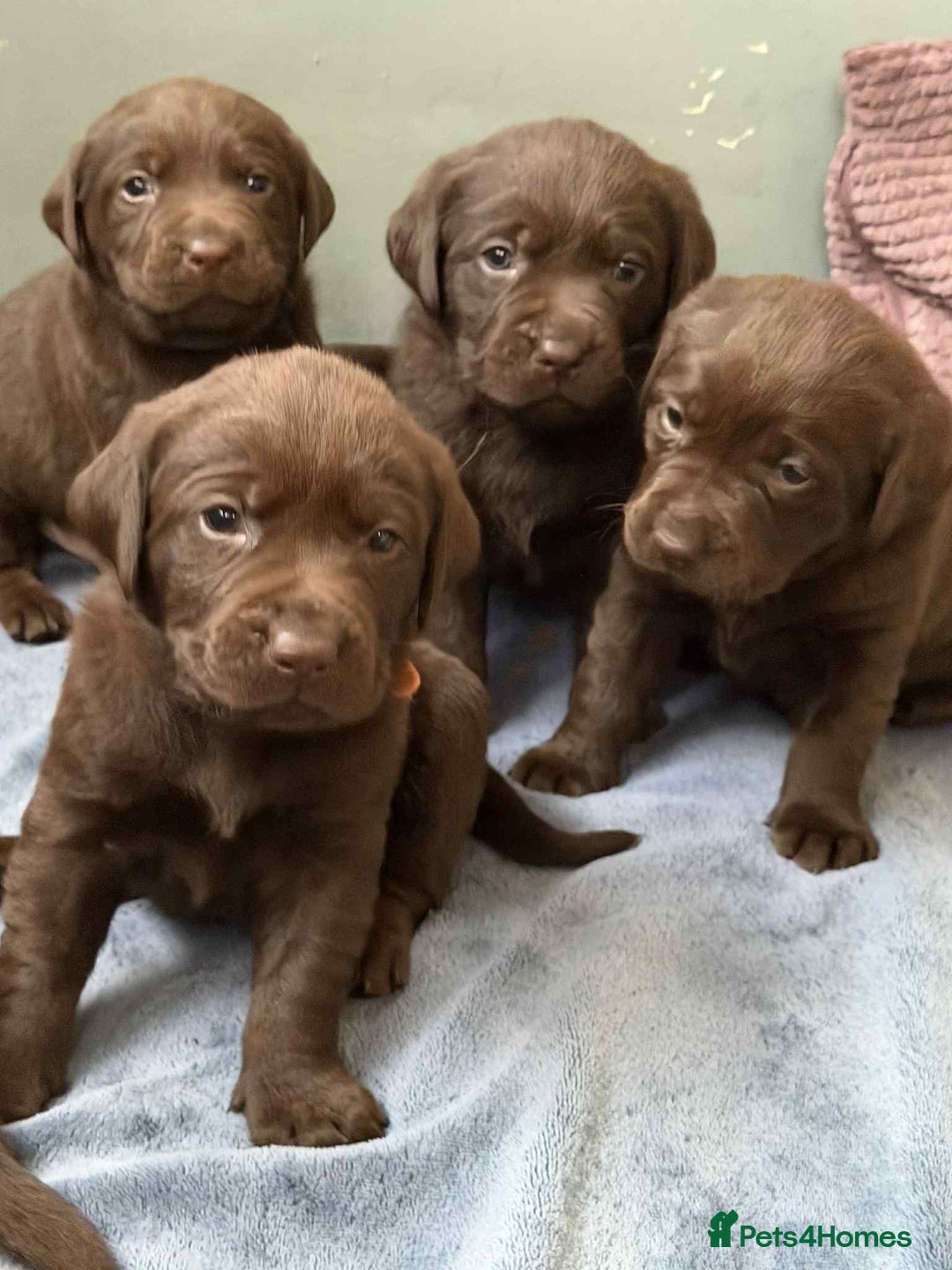Labrador Retriever dogs for sale: KC SILVER/CHOCOLATE PEDIGREE LABRADOR PUPIES - Image 6