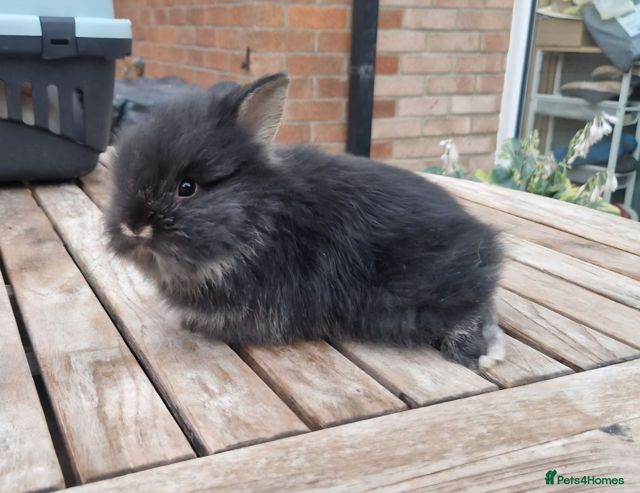 Lionhead rabbits Purebred Lionheads for sale - Advert 6