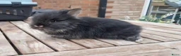 Lionhead rabbits for sale: Purebred Lionheads for sale - Advert 9
