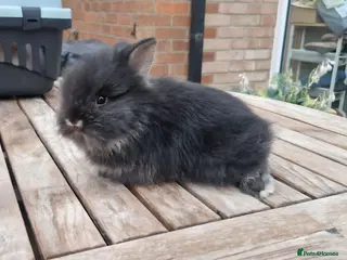 Lionhead rabbits Purebred Lionheads for sale - Advert 6