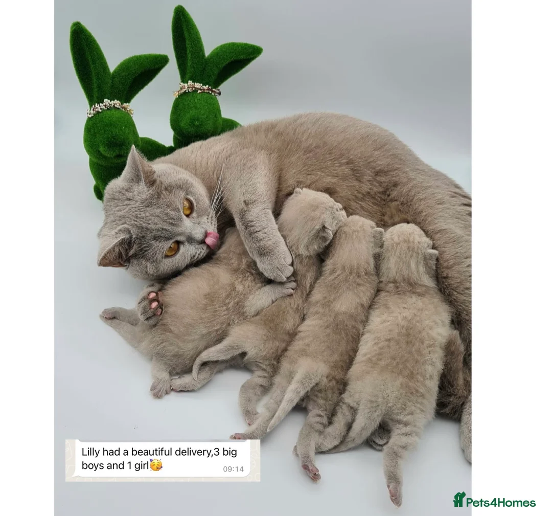 British Shorthair cats for stud: ⭐️ Two Imported Powerhouse Studs ⭐️ in London - Advert 13