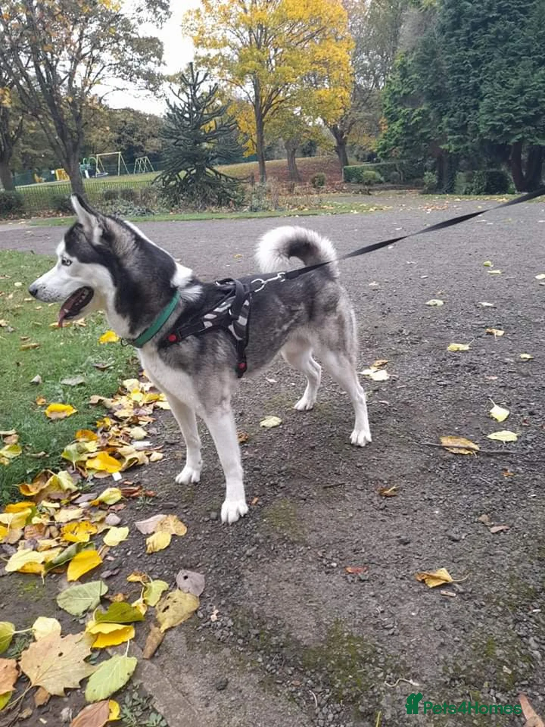 Siberian Husky dogs for stud: BLUE EYED HUSKY FOR STUD in Doncaster - Advert 5