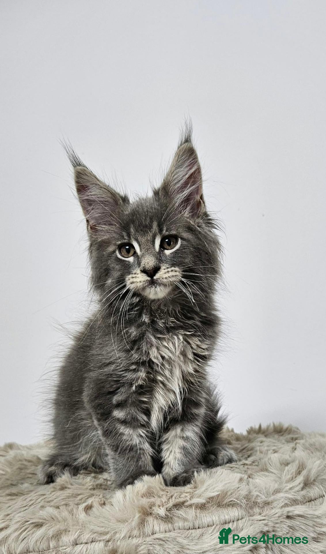 Maine Coon cats Gorgeous maine coon kittens Tica registered  - Advert 1