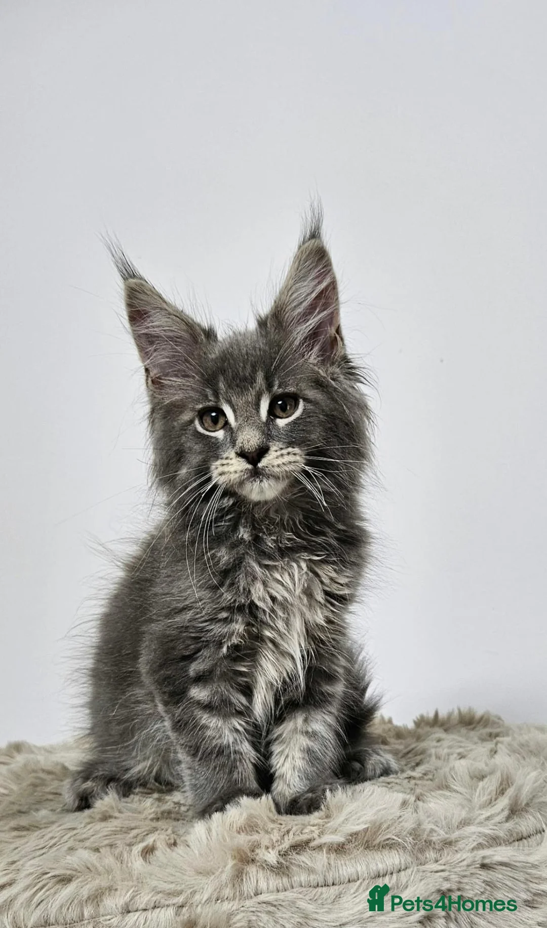 Maine Coon cats for sale: Gorgeous maine coon kittens Tica registered  - Advert 1