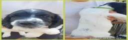 English Springer Spaniel dogs for sale: springer springer pups in Workington - Advert 3