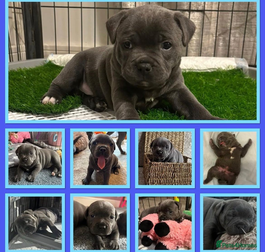 Staffordshire Bull Terrier dogs for sale: KC blue Staffordshire bull terrier puppies  - Advert 32