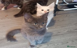 Maine Coon cats for sale: Maine Coon kittens in Manchester  - Image 9