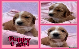 Cocker Spaniel dogs for sale: 5 beautiful show cocker spaniel puppies  - Image 8