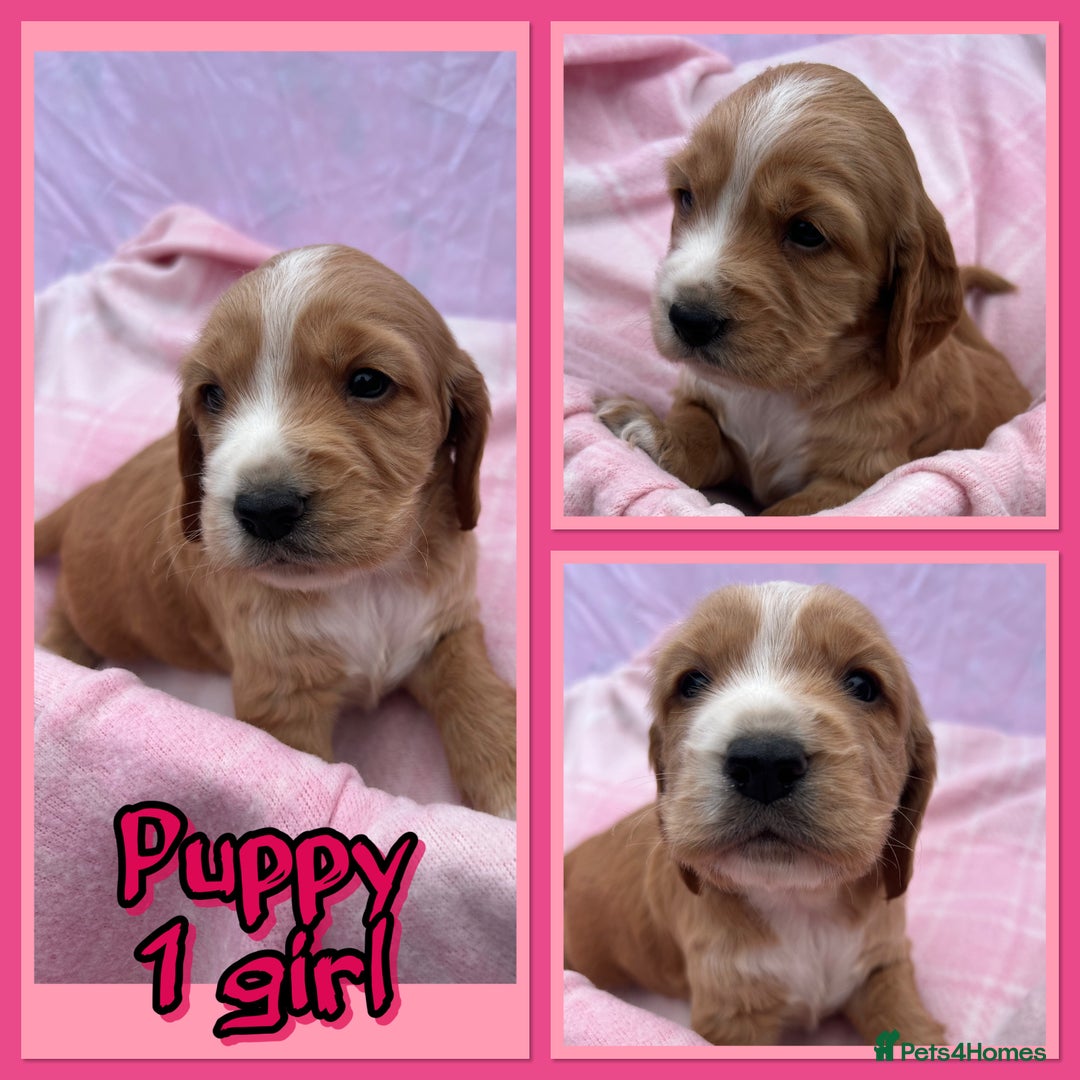 Cocker Spaniel dogs for sale: 5 beautiful show cocker spaniel puppies  - Image 8