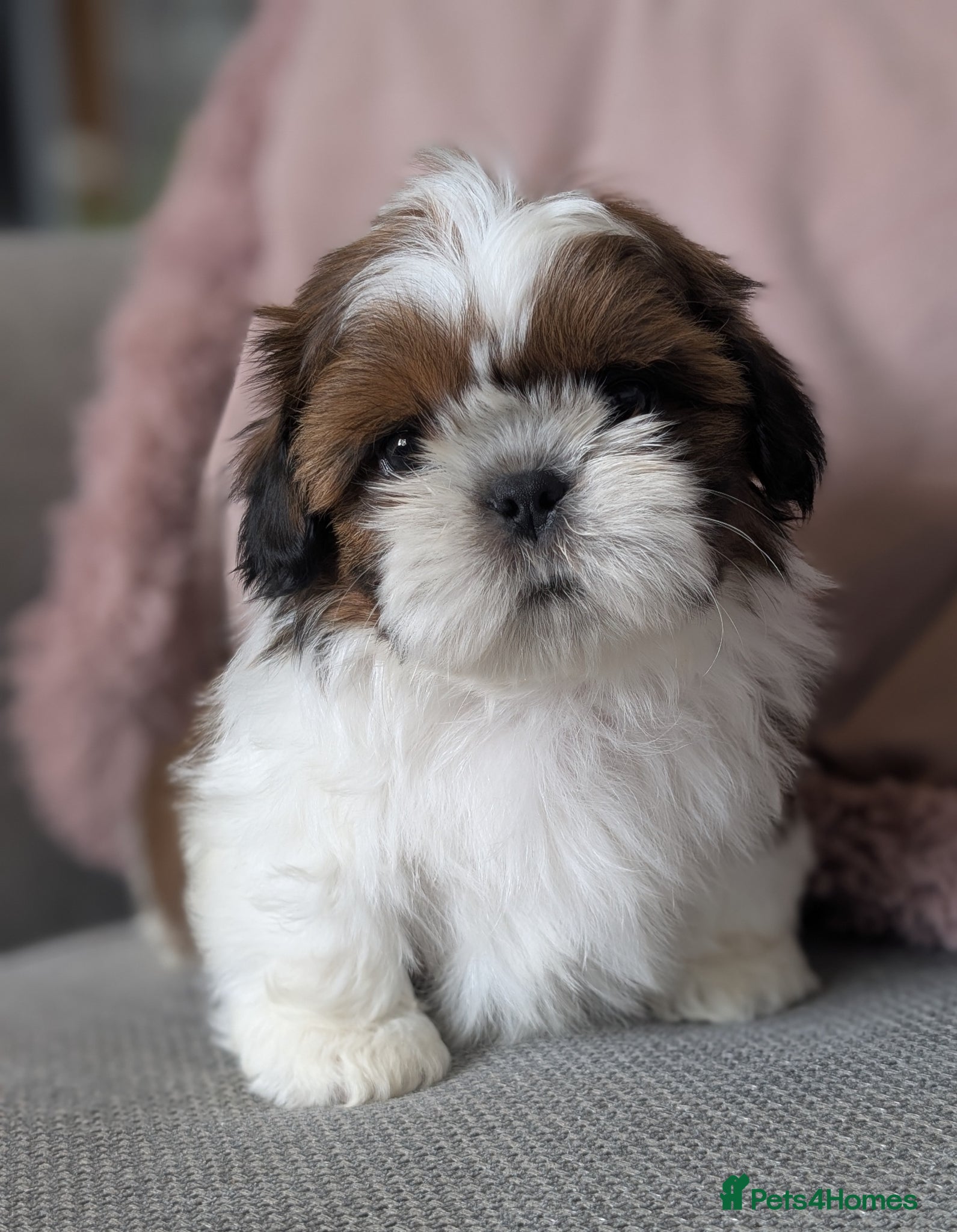 Shih Tzu dogs Beautiful Boy's From Show Lines  - Advert 13