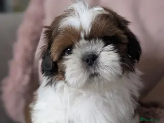 Shih Tzu dogs Beautiful Boy's From Show Lines - Advert 13