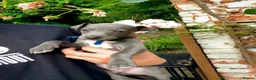 Mixed Breed dogs for sale: Whippet x Italian greyhound in Southampton - Advert 3