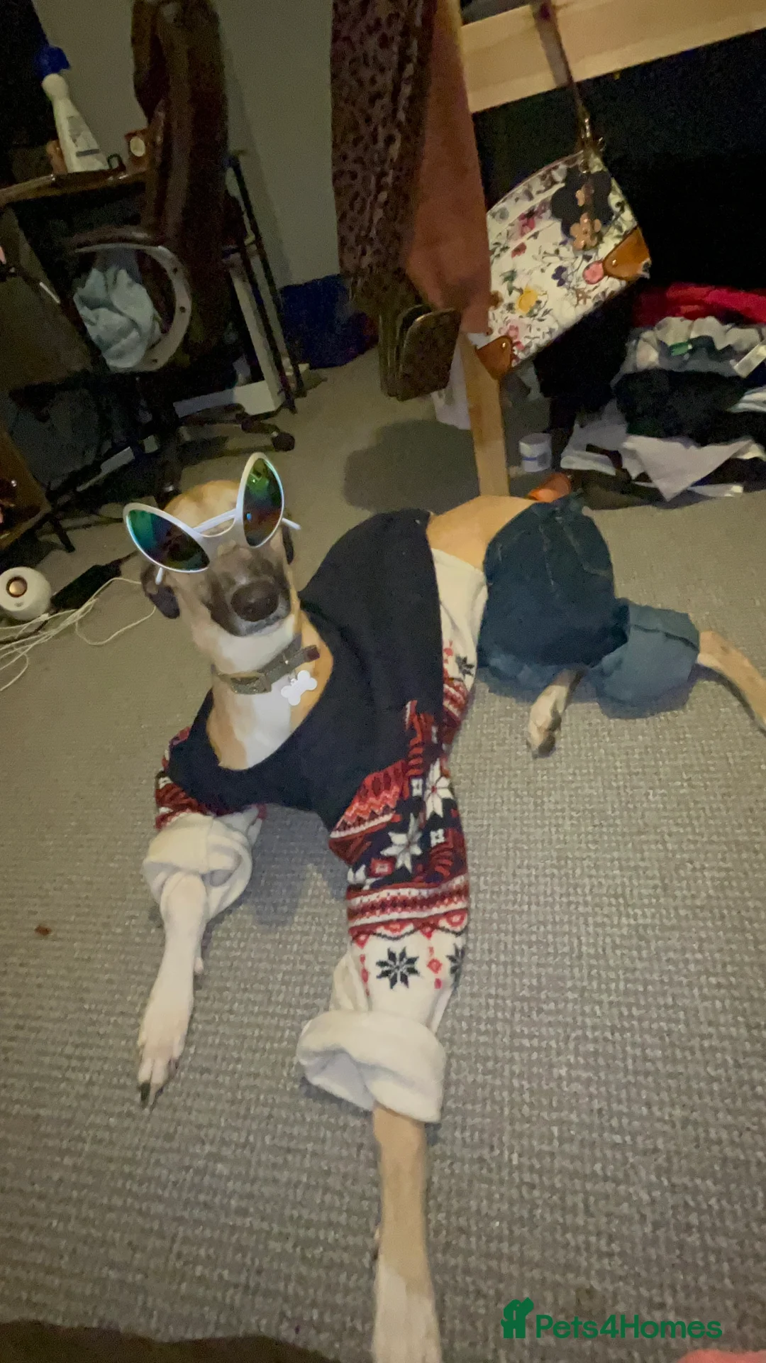 Greyhound dogs for sale: One Year Old Greyhound - Advert 9