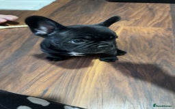 French Bulldog dogs for sale: French bulldog puppies fluffy carriers  - Image 2