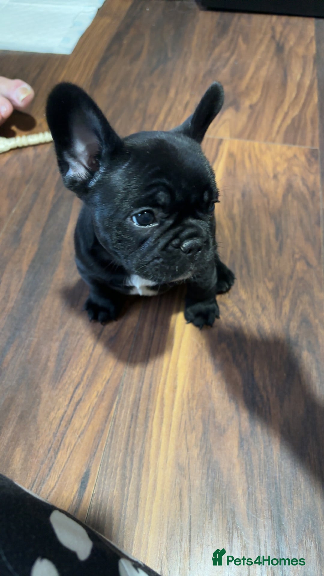 French Bulldog dogs for sale: French bulldog puppies fluffy carriers  - Image 2
