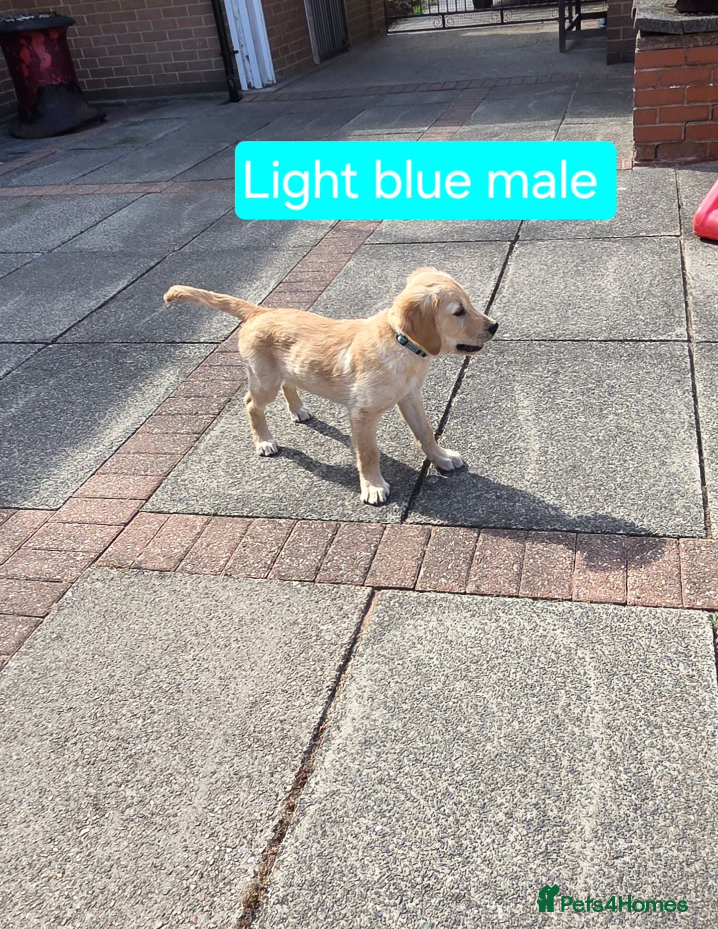 Golden Retriever dogs Beautiful natured pups fully vaccinated - Advert 2