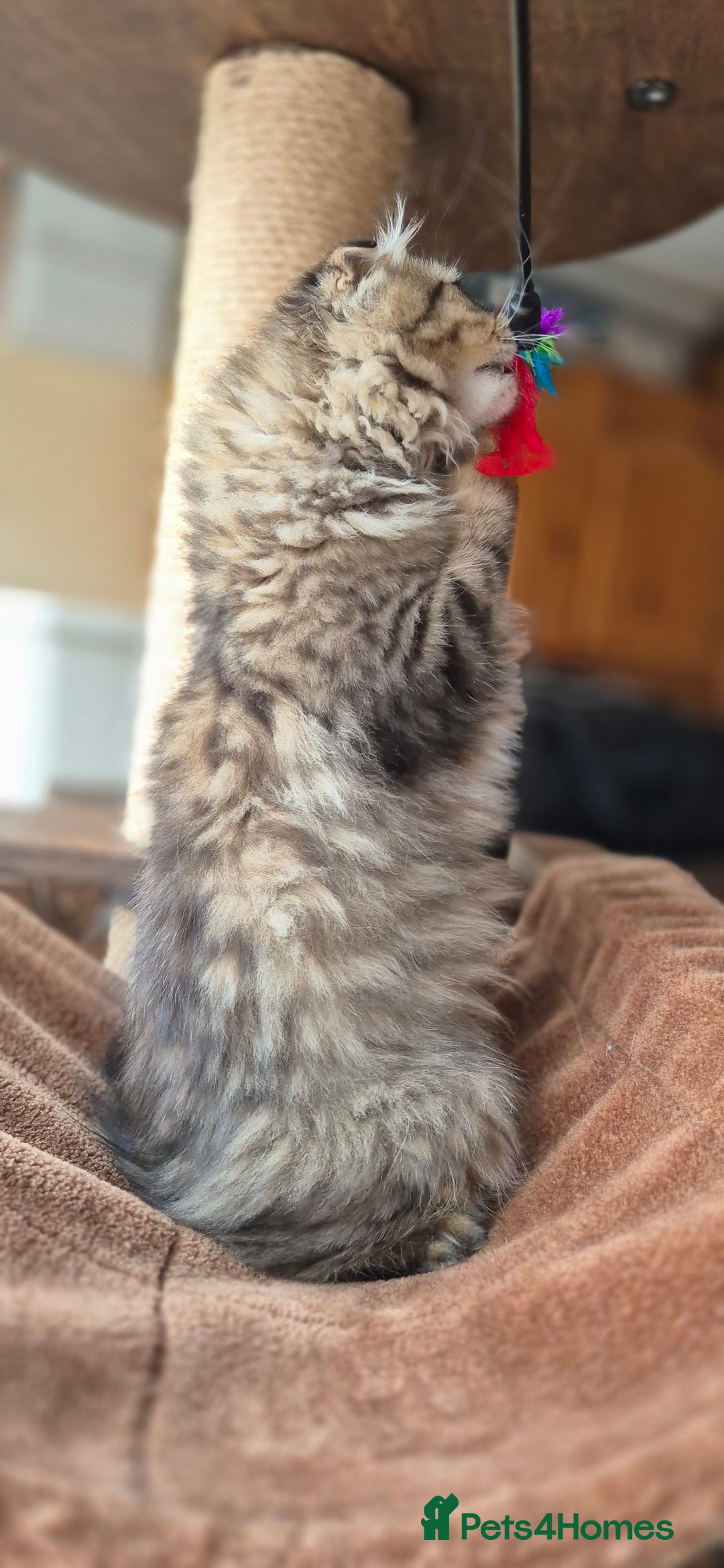 Scottish Fold cats for sale: 2 boys left! TICA registered Scottish Fold - Image 36