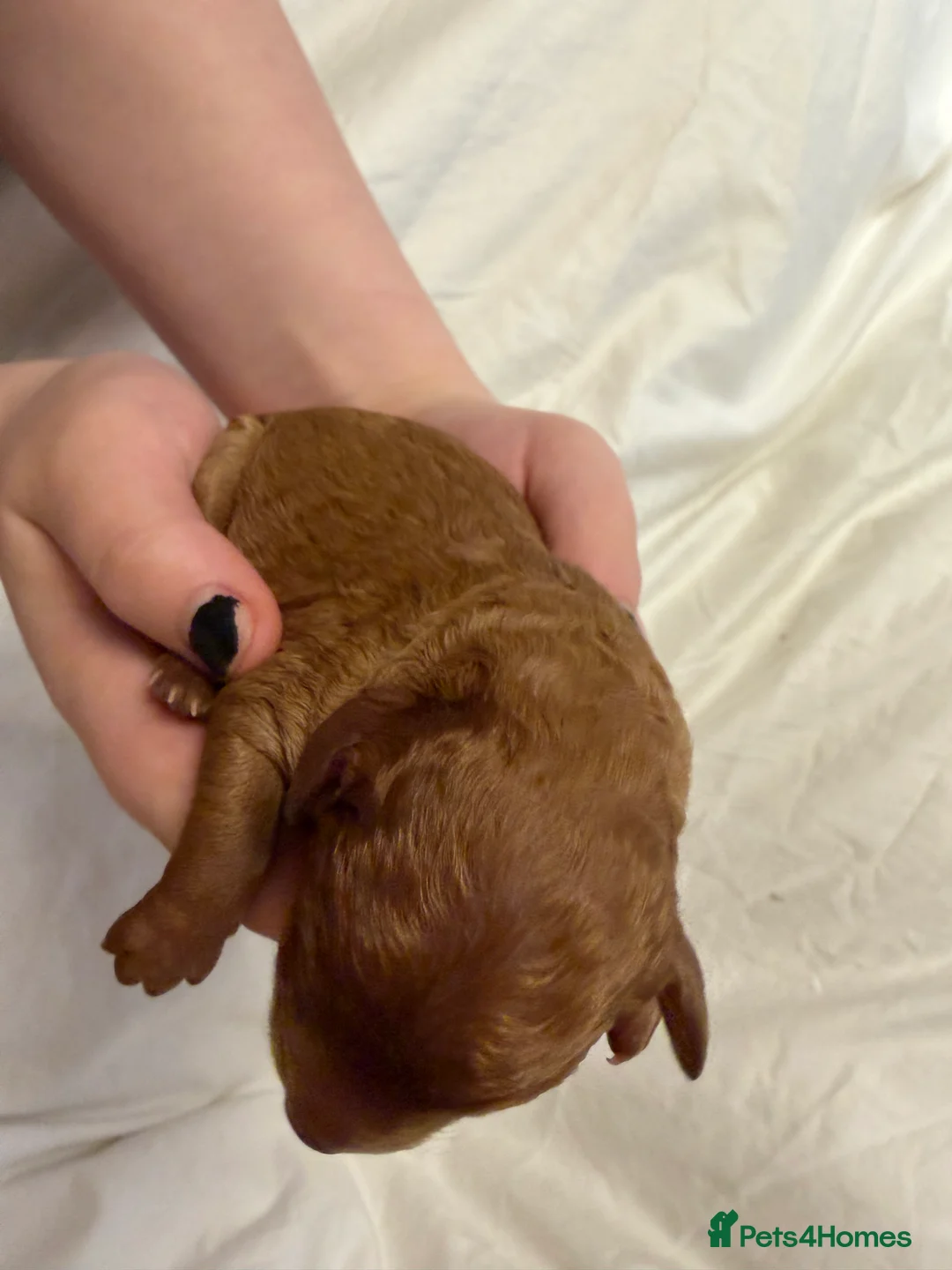 Cavapoo dogs for sale:  EXTRA TINY & CURLY female F2 toy cavapoo puppies - Advert 9