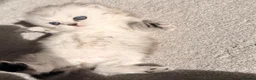 Persian cats for sale: ✨ Cute Persian kitten ✨ - Advert 9