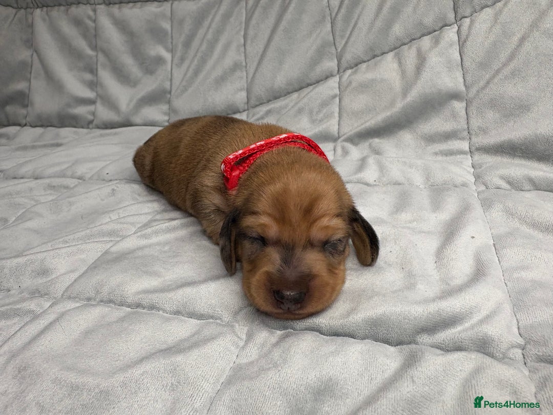Miniature Dachshund dogs for sale: Miniature Dachshund Puppies💕 - Advert 4