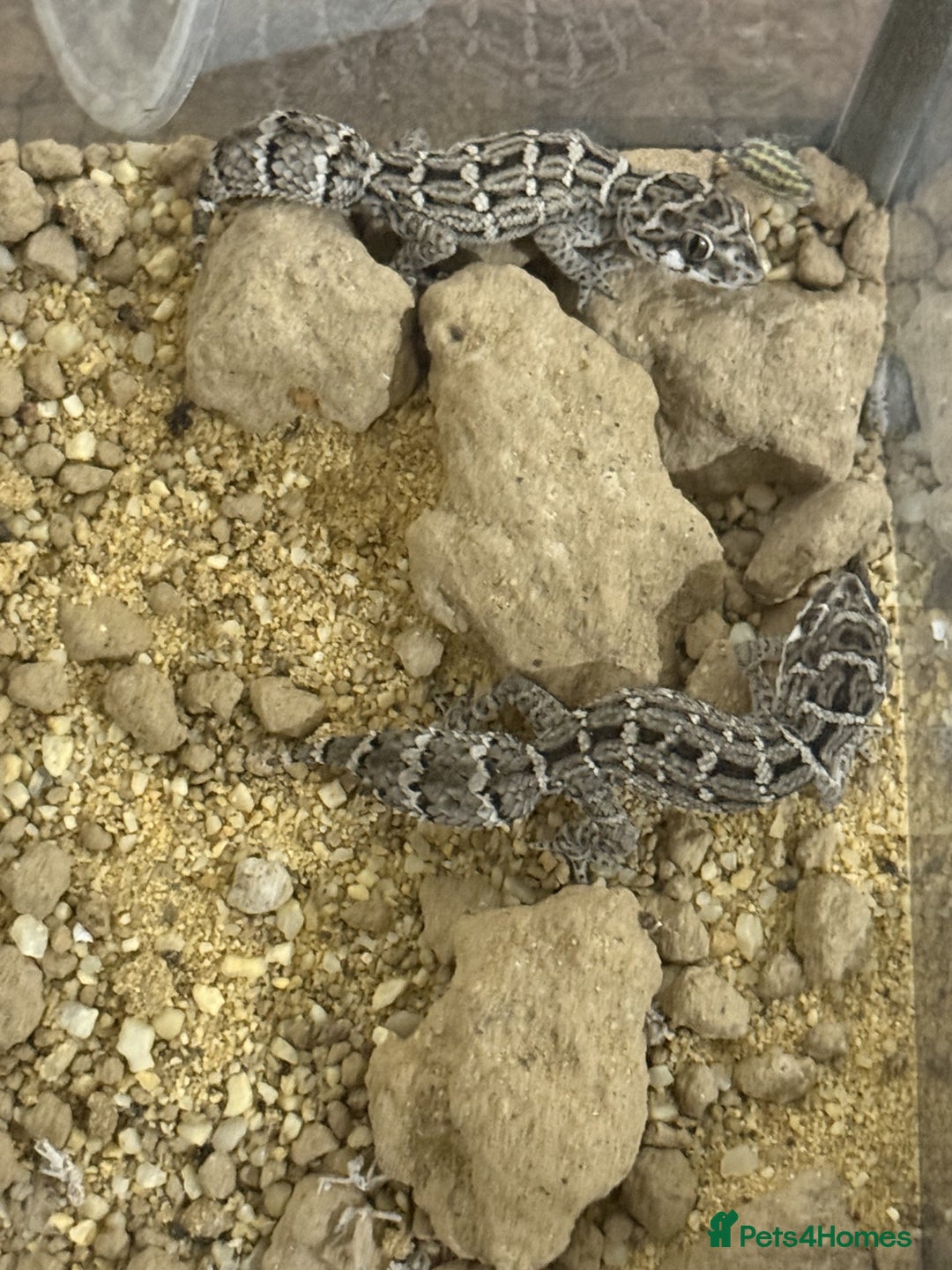 Gecko reptiles for sale: CB25 Viper Geckos - Advert 4