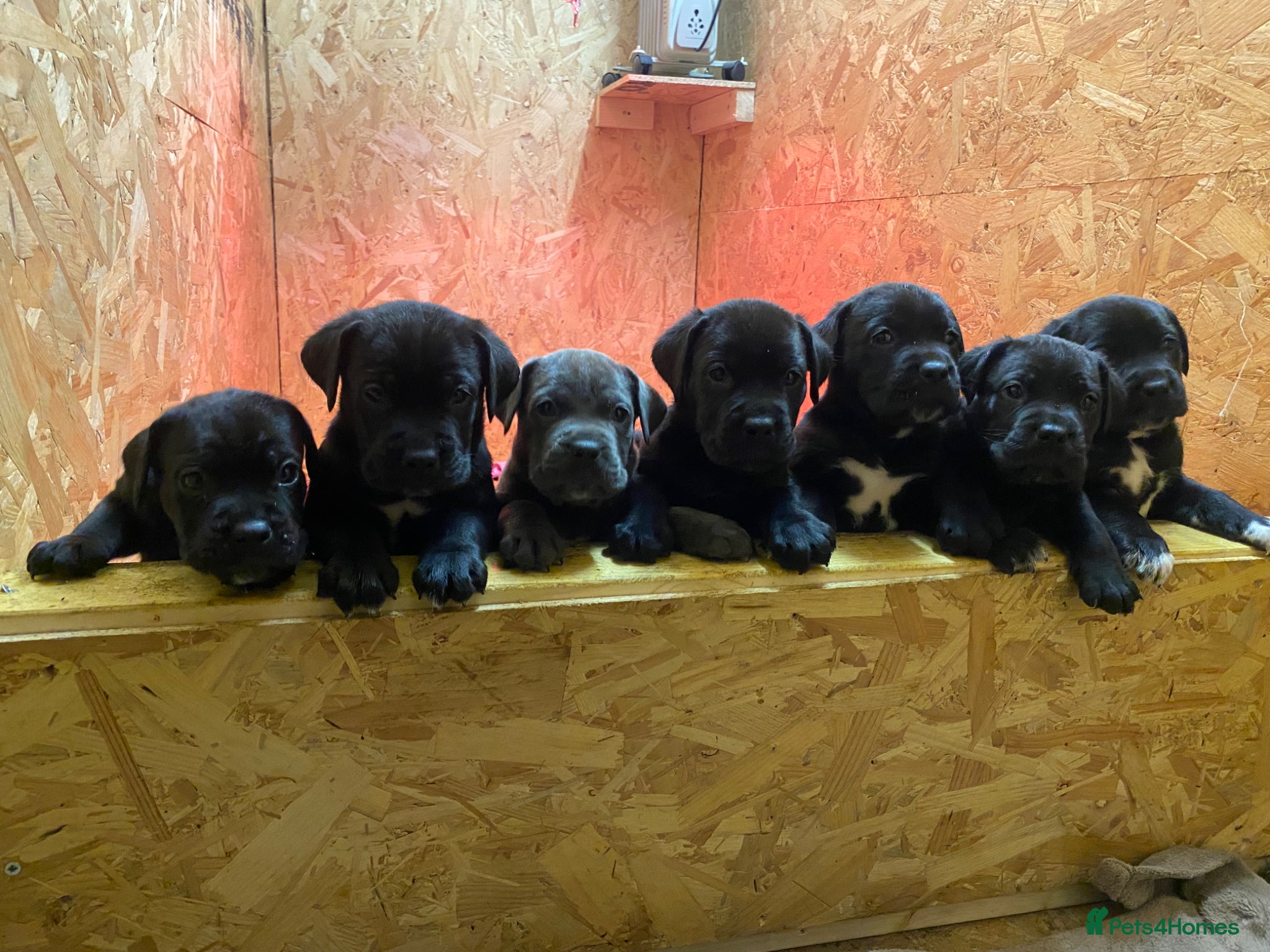 Cane Corso dogs Full breed cane corso puppies for sale - Advert 13