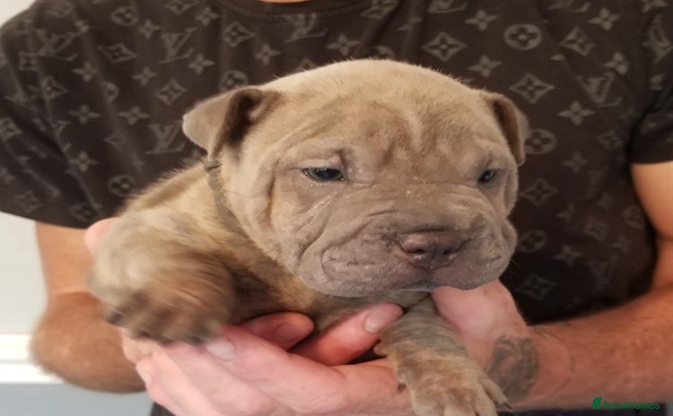 Staffordshire Bull Terrier dogs - Advert 11