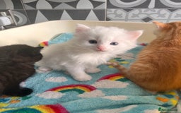 Mixed Breed cats for sale: White kitten friendly  - Image 5