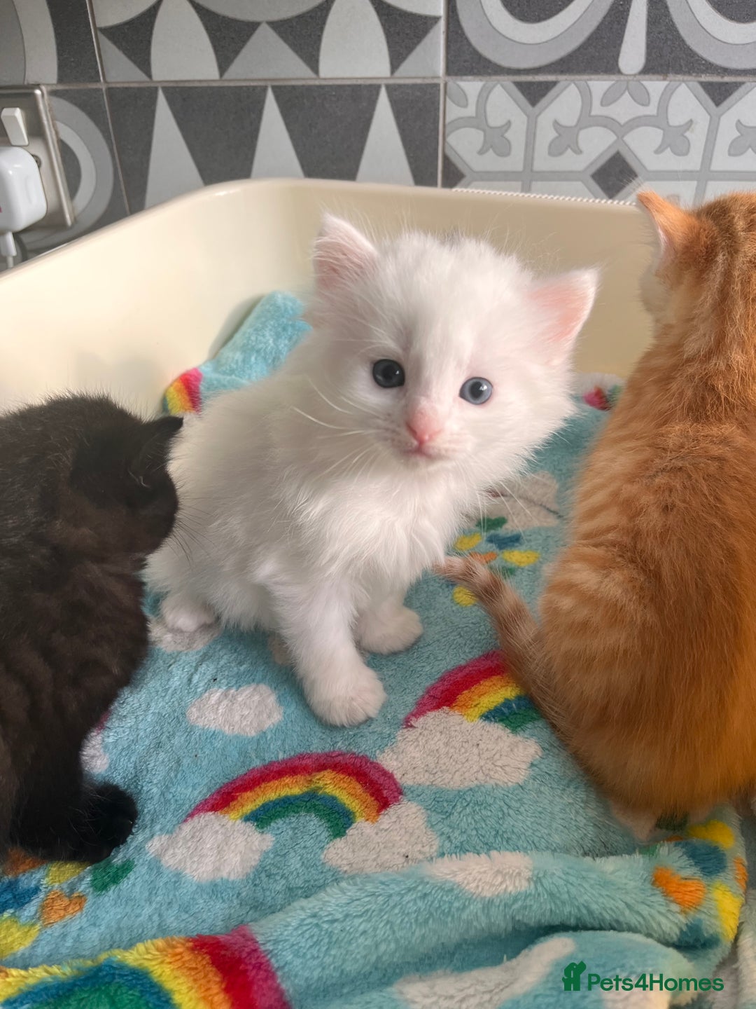 Mixed Breed cats for sale: White kitten friendly  - Image 5