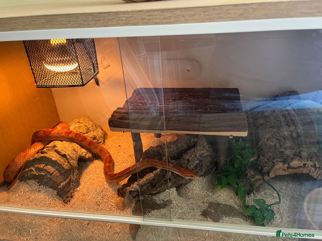 Corn Snake reptiles for sale: Adult female corn snake complete with full set up - Image 3