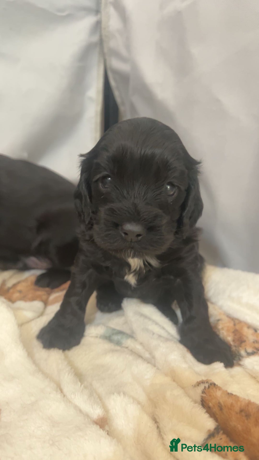 Cockapoo dogs for sale: Beautiful f2 cockapoo pups - Advert 8