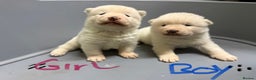 Akita dogs for sale: American Akita Puppies - Advert 3