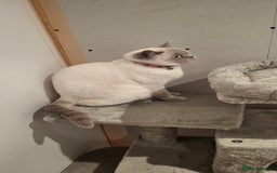 British Shorthair cats for sale: White,grey blue eyed british shorthair frmale  - Advert 8