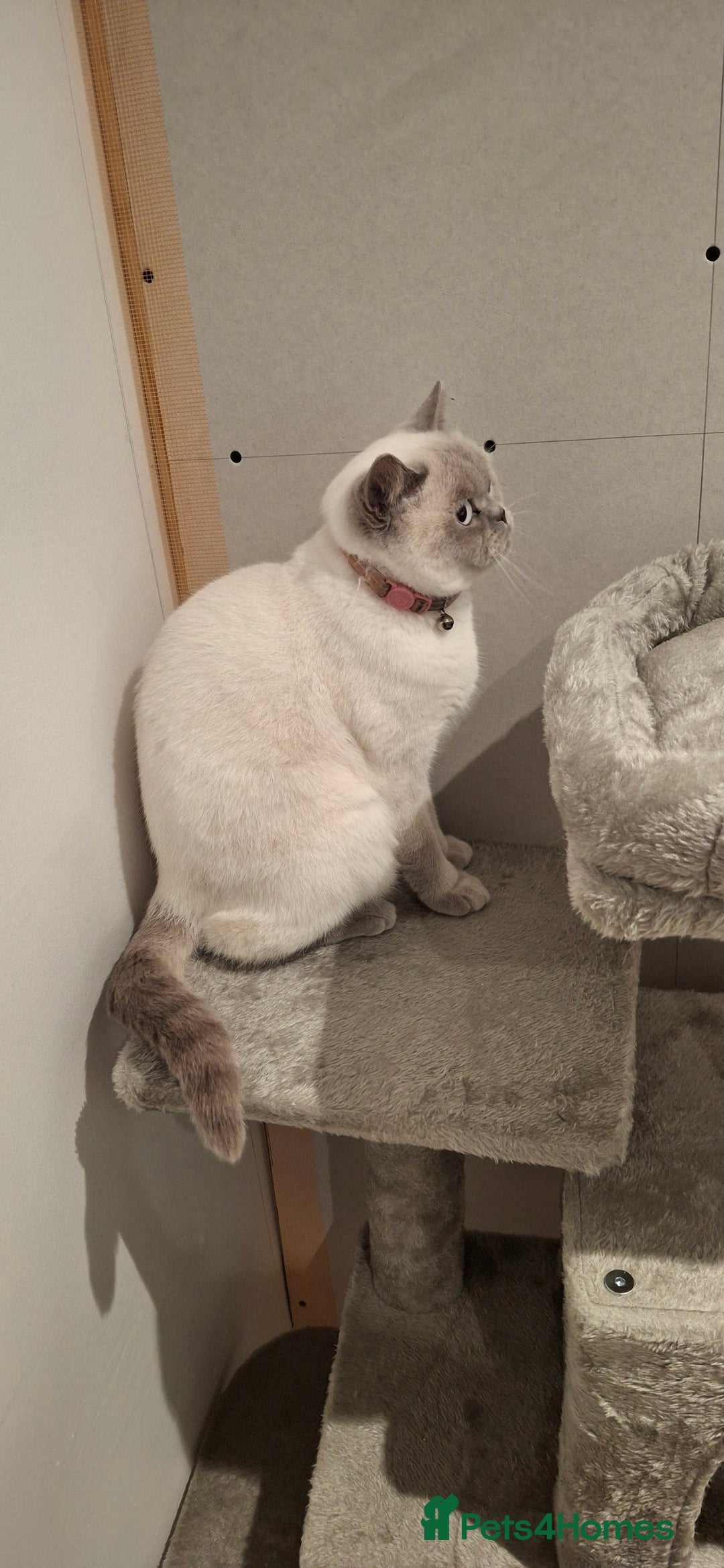 British Shorthair cats for sale: White,grey blue eyed british shorthair frmale  - Advert 8