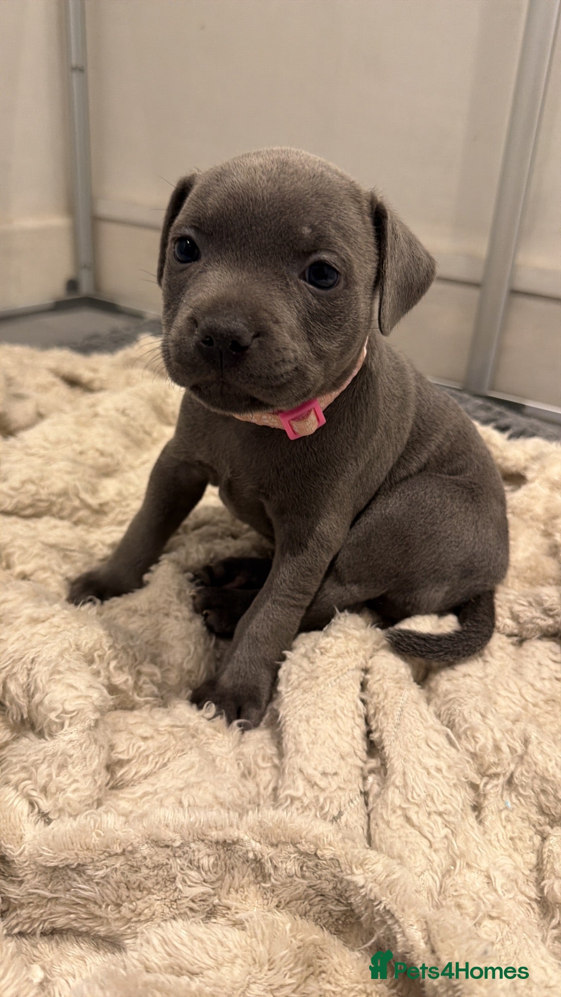 Staffordshire Bull Terrier dogs Blue Staffordshire bull terrier’s  - Advert 6