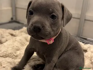 Staffordshire Bull Terrier dogs Blue Staffordshire bull terrier’s - Advert 6
