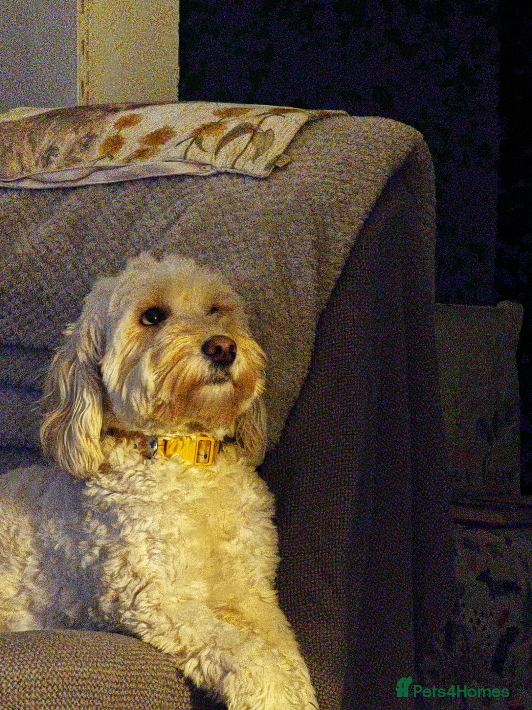 Labradoodle dogs for sale: Seeking new forever home  - Advert 8