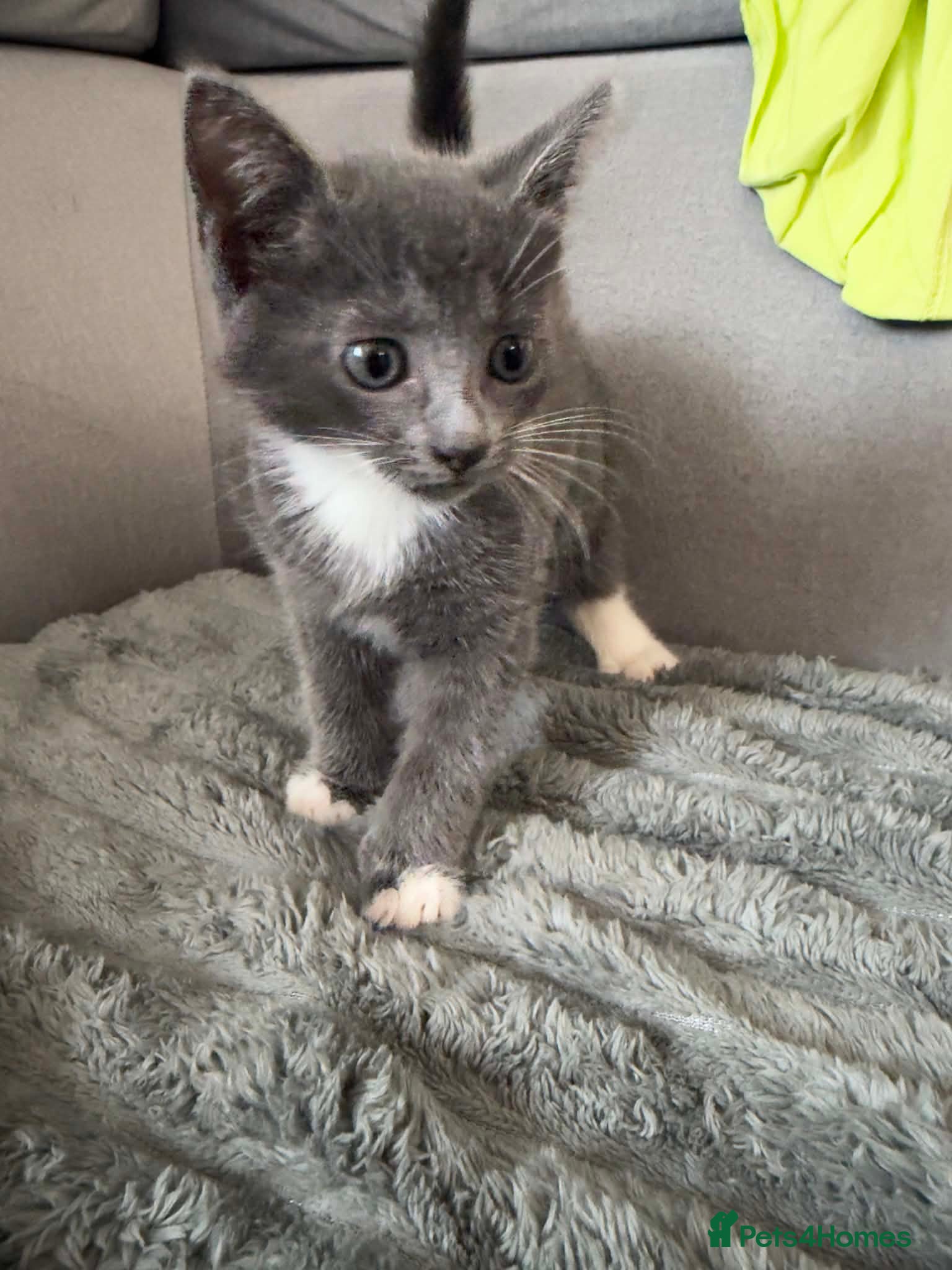 Russian Blue cats for sale: Russian blue kittens mixed - Advert 4