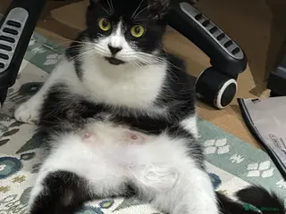 Mixed Breed cats 2 female and 1 male super cute kittens - Advert 3