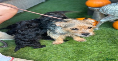 Yorkiepoo dogs Yorkiepoo Puppys - Advert 15