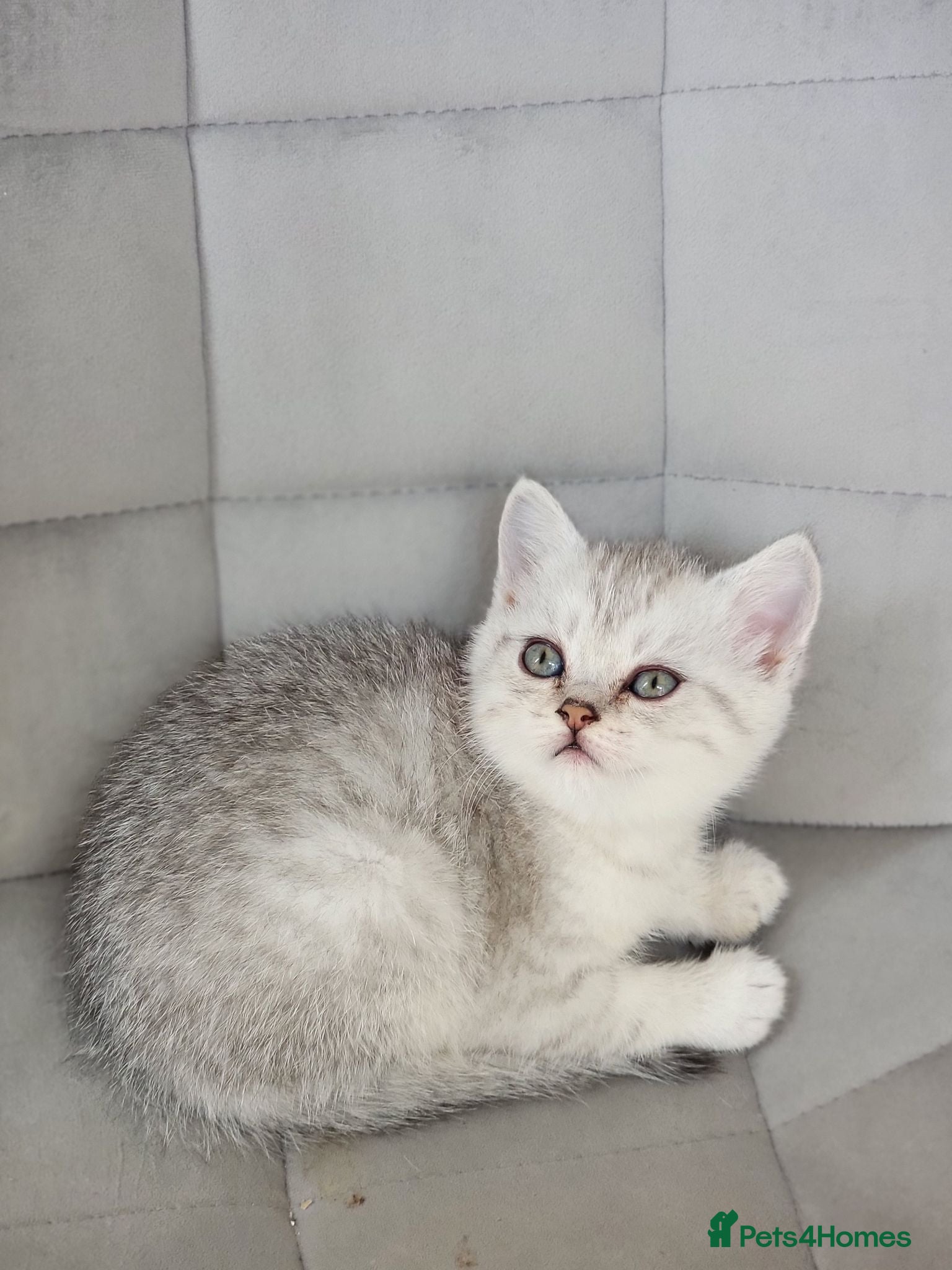 Scottish Fold cats Beautiful and healthy Scottish fold kittens - Advert 1