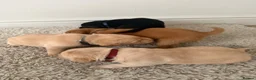 Labrador Retriever dogs for sale: Working Line Labrador Puppies  - Advert 9