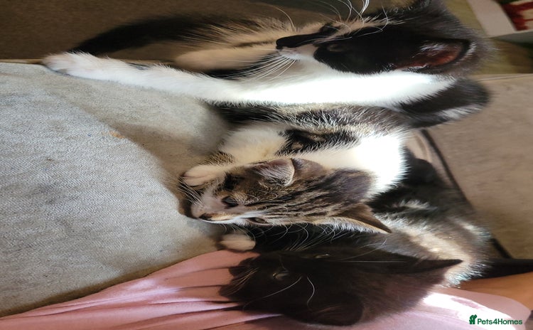 Domestic Shorthair cats - Advert 1