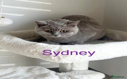 British Shorthair cats for sale: GCCF Registered British Shorthair Lilac Boy - Image 4