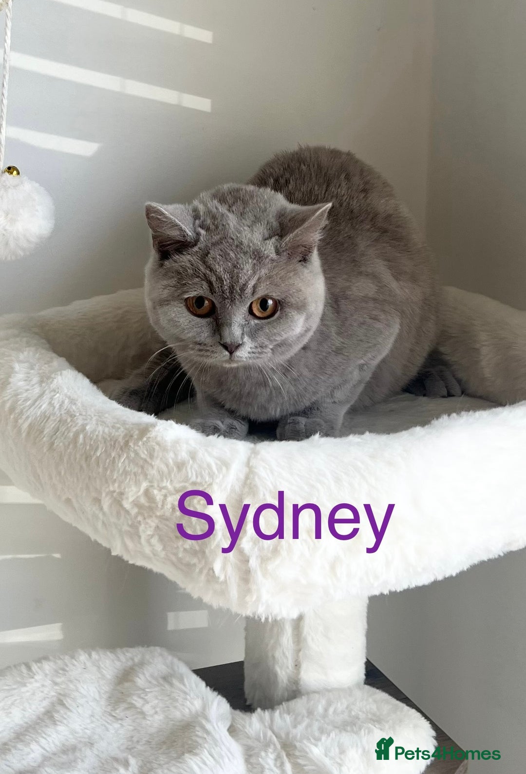 British Shorthair cats for sale: GCCF Registered British Shorthair Lilac Boy - Image 4