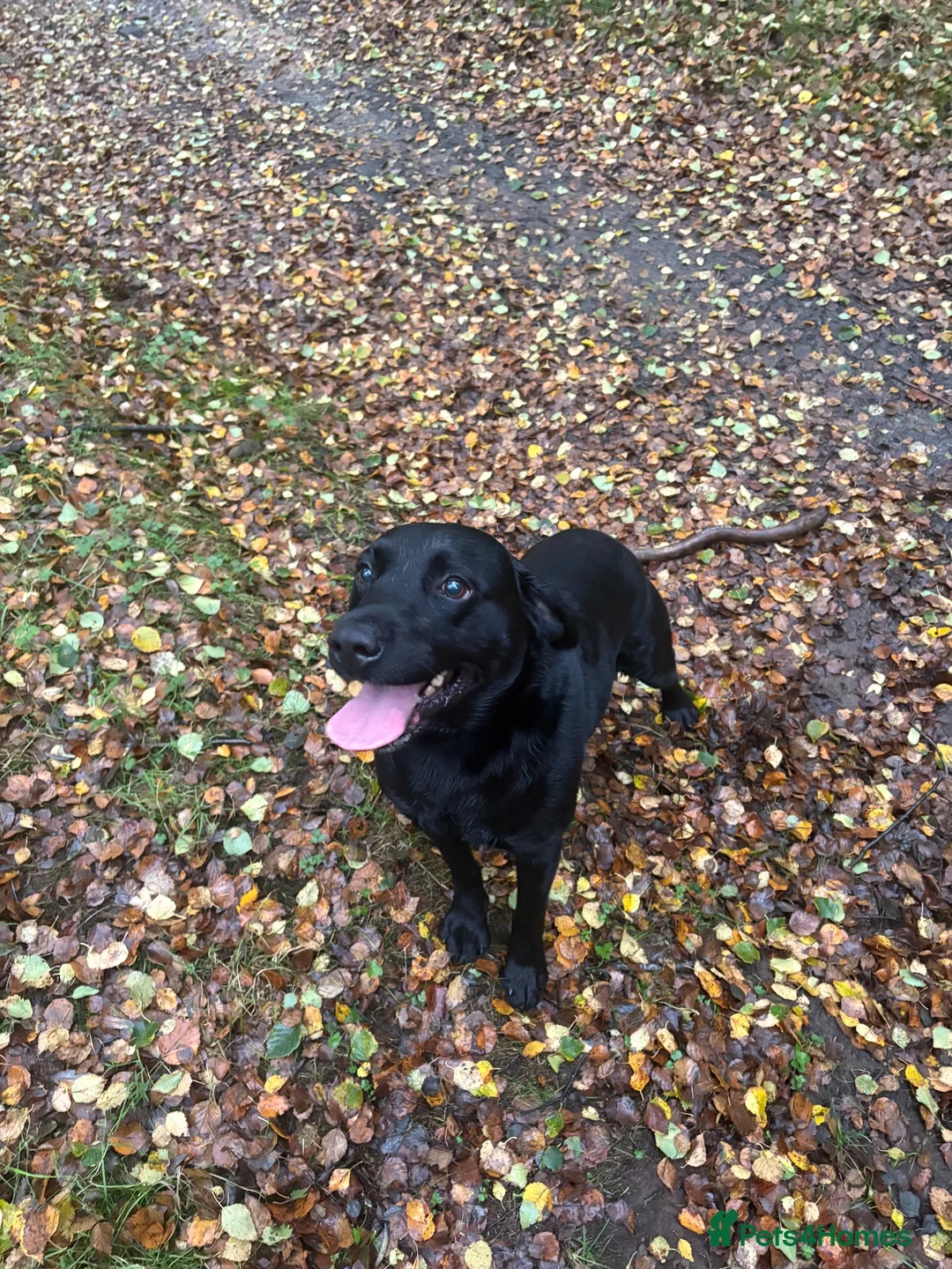 Labrador Retriever dogs for sale: Pedigree working Labrador puppy’s  in Scarborough - Advert 2