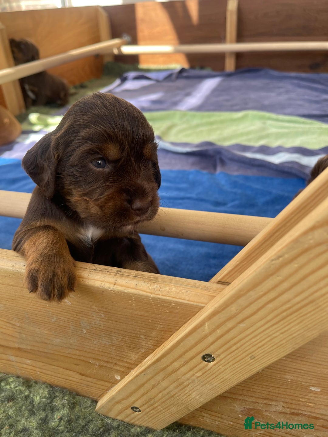 Cocker Spaniel dogs for sale:  KC Registered Working Cocker Spaniel Puppies - Image 1
