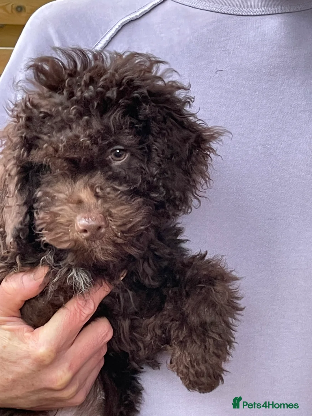 Miniature Poodle dogs for sale: Adorable Miniature Poodle puppies  - Advert 3